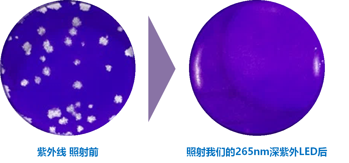 新型冠狀病毒滅活評估實(shí)驗(yàn)